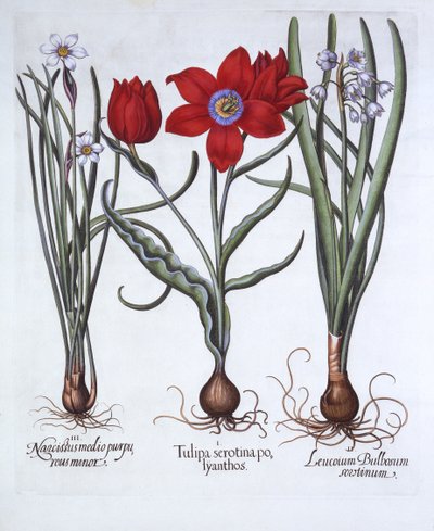 Tulip, Spring Snowflake and Narcissus, from Hortus Eystettensis by German School